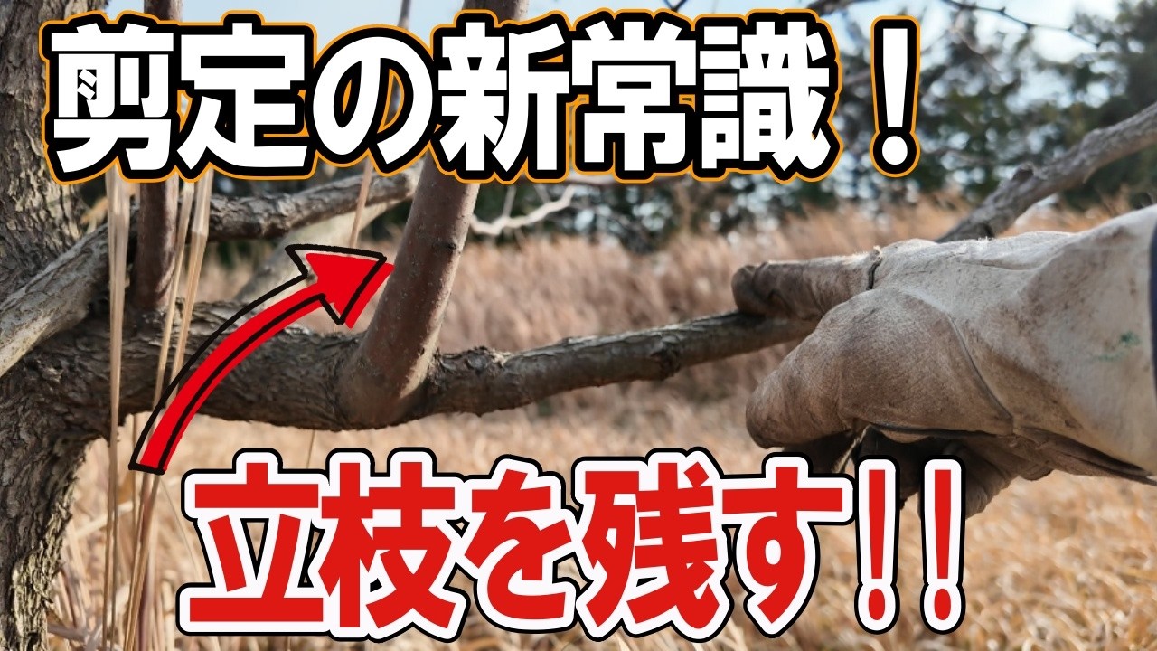 【果樹 剪定 基本】まだやってない？これだけで木が若返る剪定の基本/自然栽培果樹/切り上げ剪定