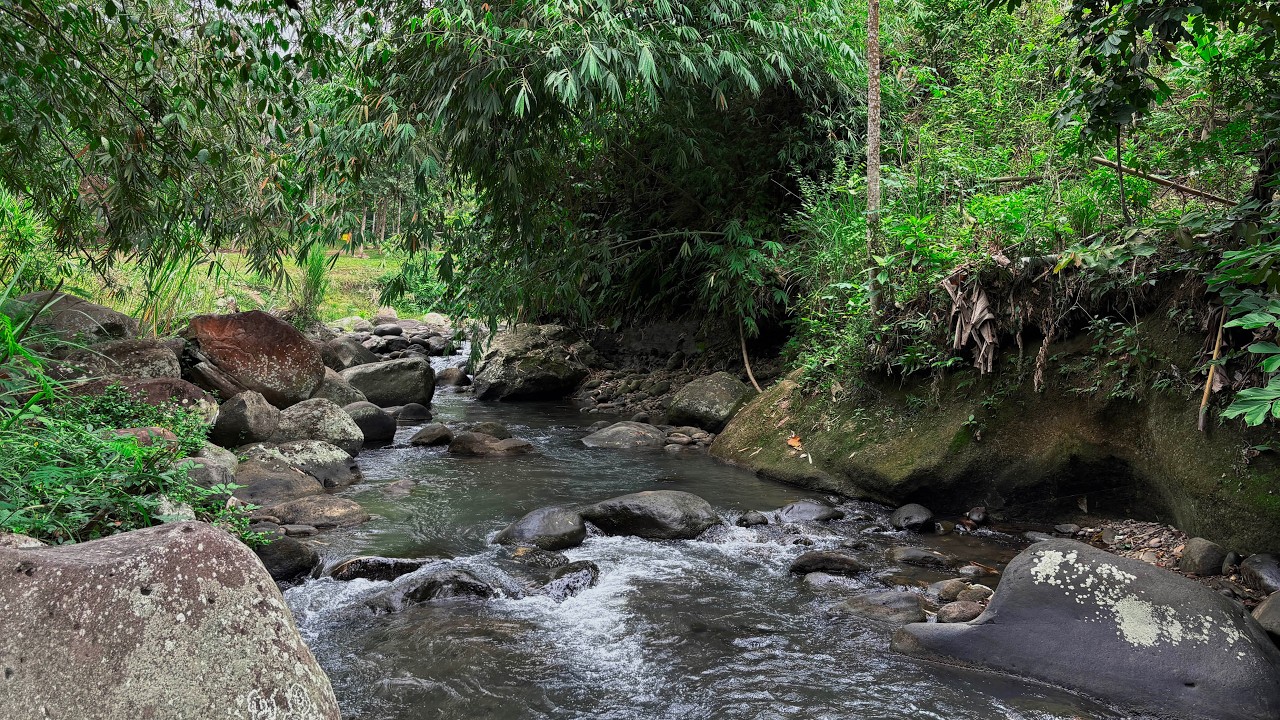 🌿 Escape into the Jungle River Flow with Peaceful Water Sounds and Drift Toward Gentle Sleep Tonight