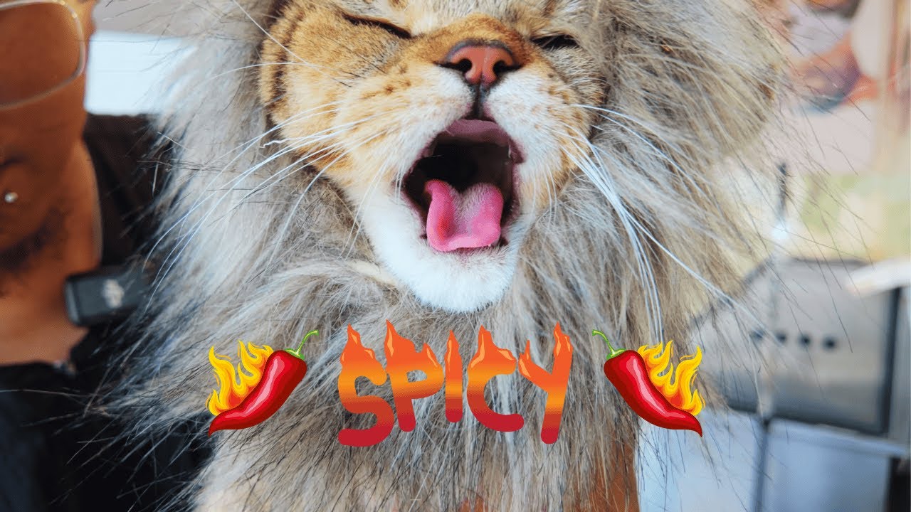 Spicy Beans is back and Owner asked for a Haircut!