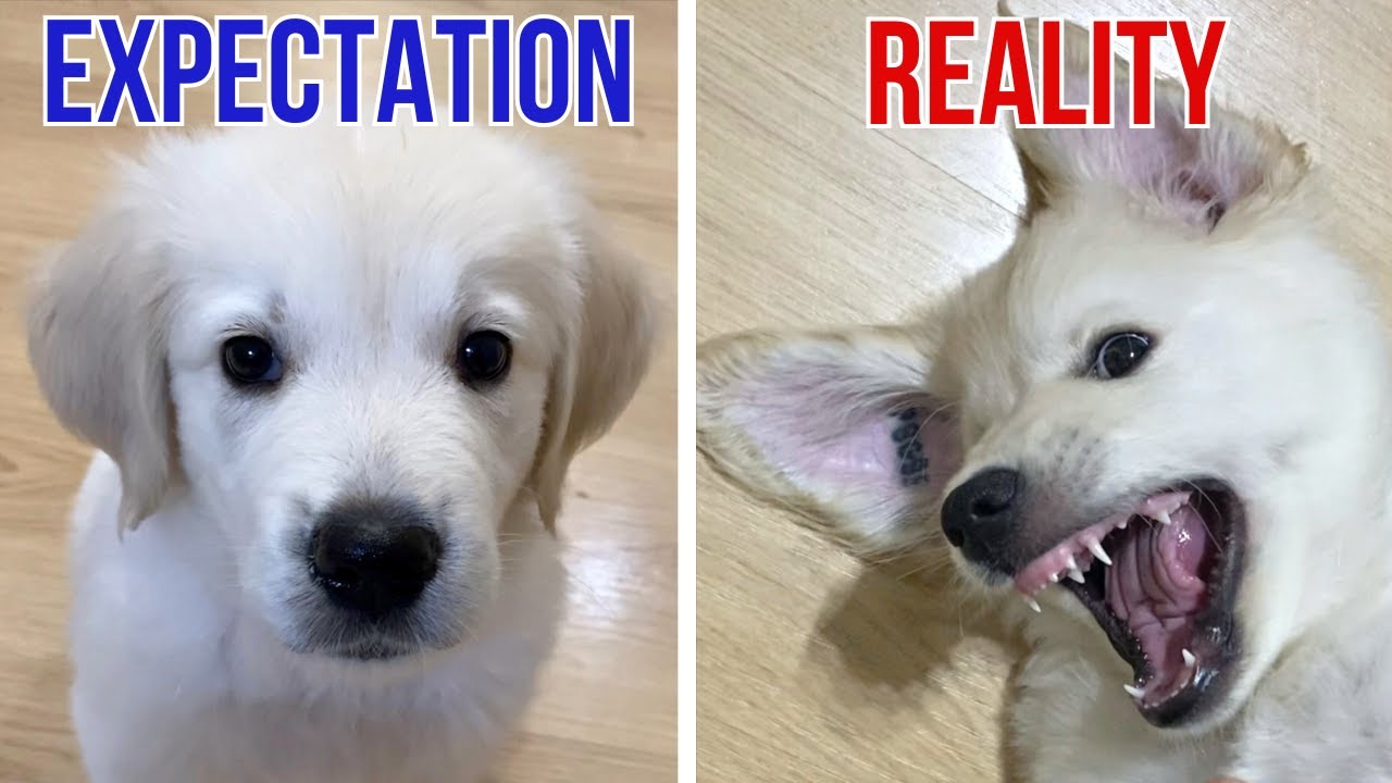 Golden retriever puppy: Expectations vs. Reality