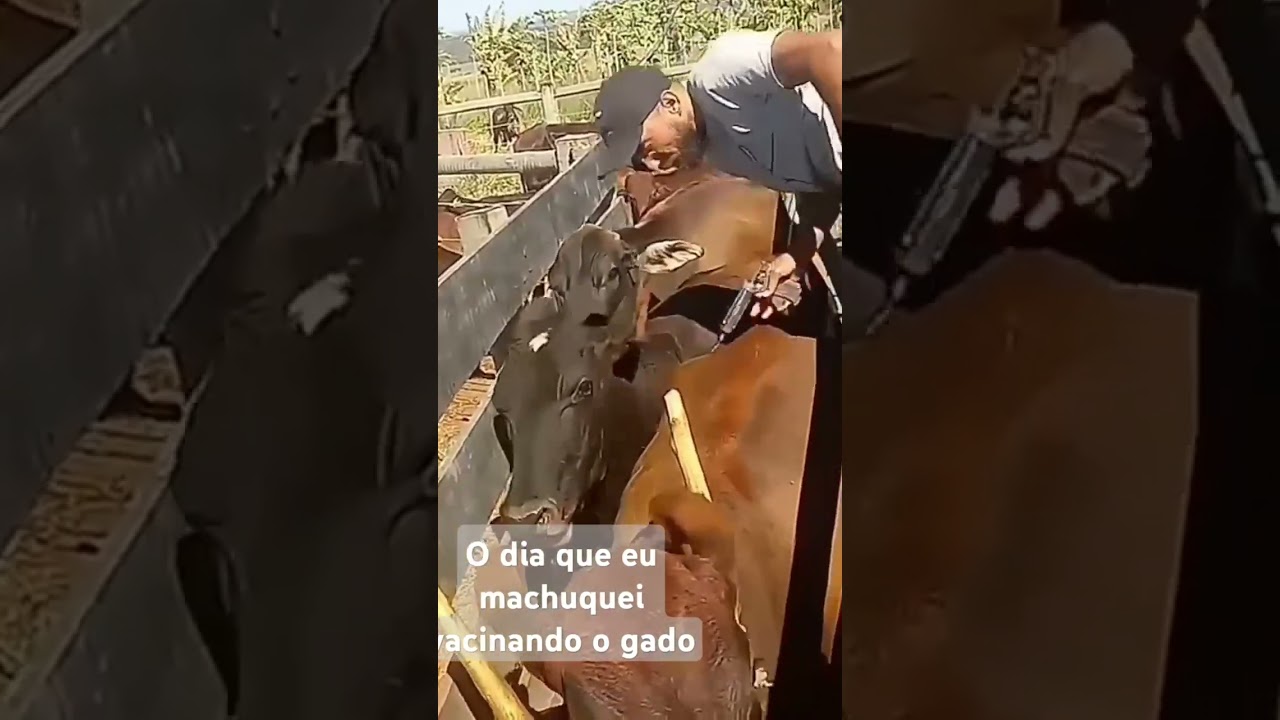 Cuidado com gado manso!!!!
