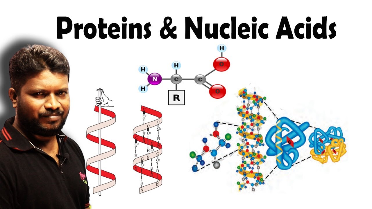 Proteins, Vitamins & Nucleic Acids | Biomolecules