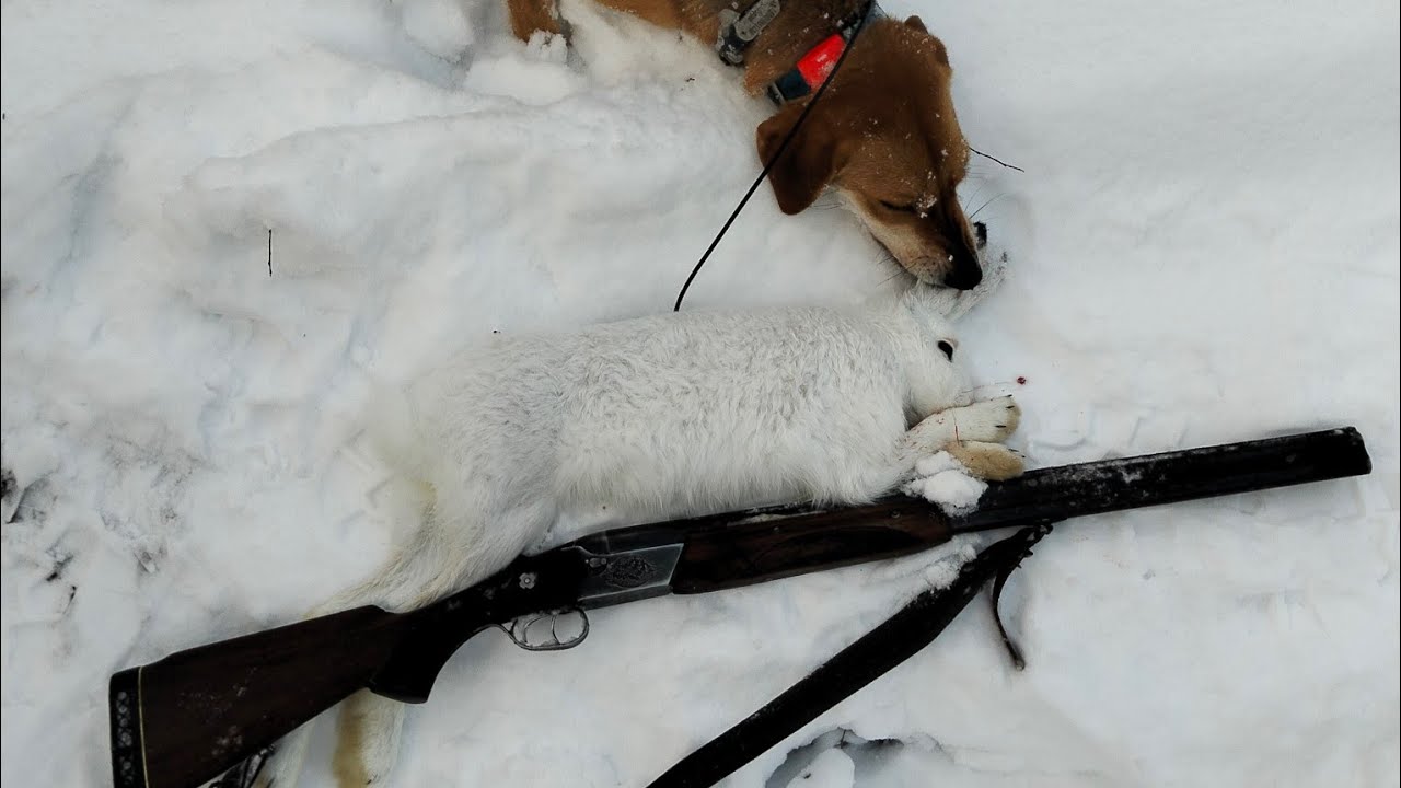 Охота с русской гончей, первый заяц Антохи. 21.01.26г