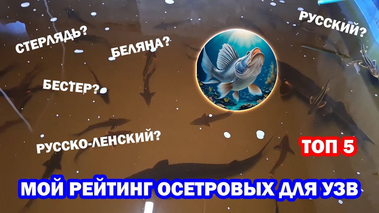 Топ видов осетров для УЗВ. Мой опыт, мой рейтинг. Русский, русско-ленский, беляна, бестер, стерлядь
