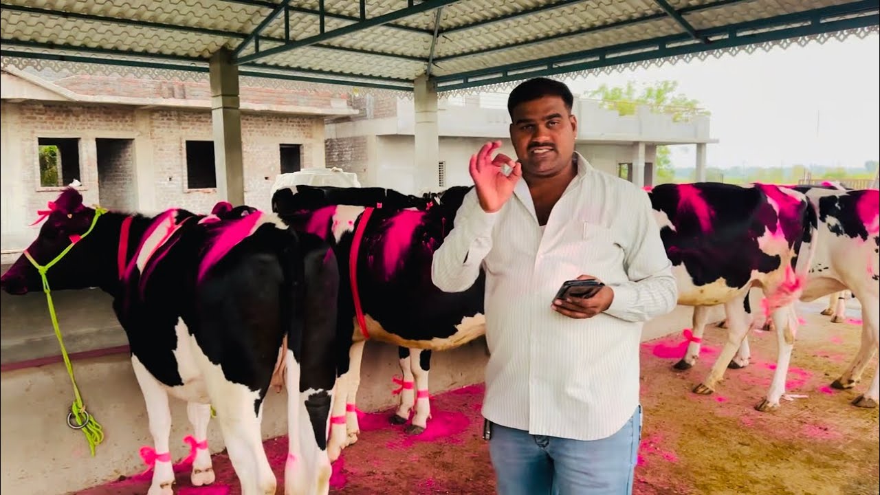 ऑनलाईन खरेदी-कोल्हापूरातील माजी सैनिक श्री.नानासाहेब चोपडे साहेब यांची टॉप सात गाभन कालवडींची खरेदी.