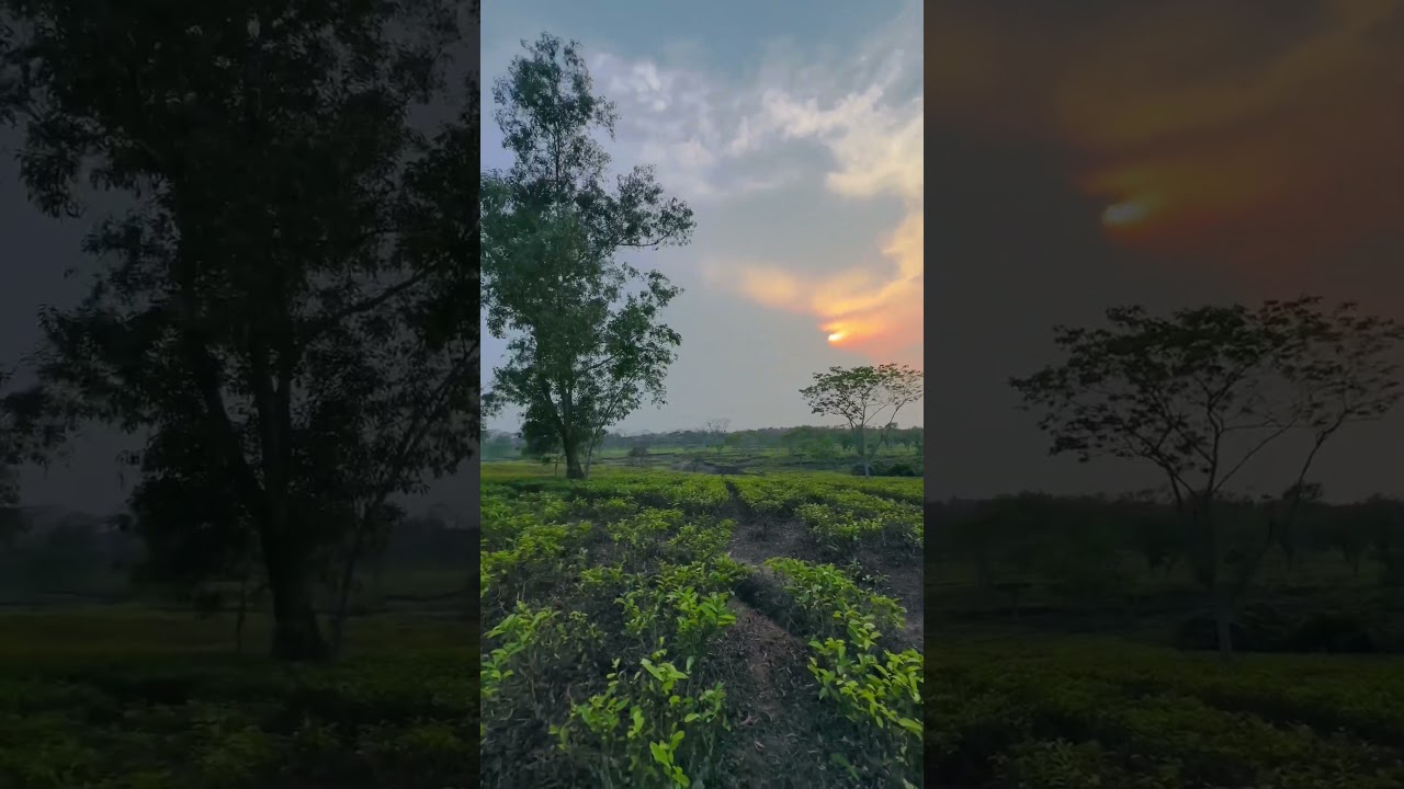 Tripura tea garden #tripura #india #viral #youtubeshorts #trending #status #video #views #shorts