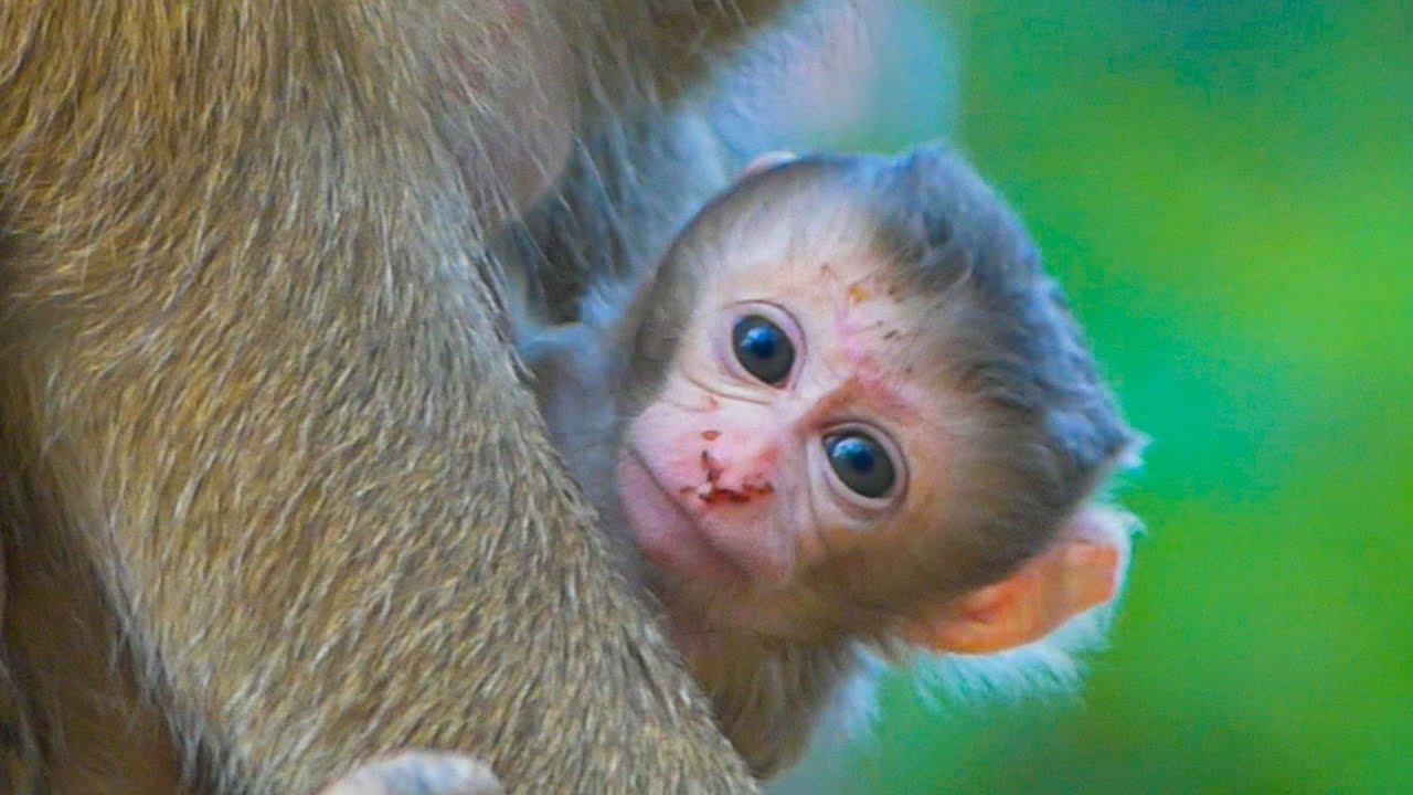 How cute face Newborn Rina & what happen around her noses | Rina is in third day