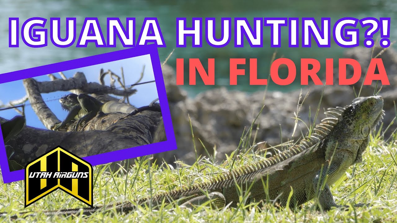 IGUANA HUNTING WITH AIRGUNS?!