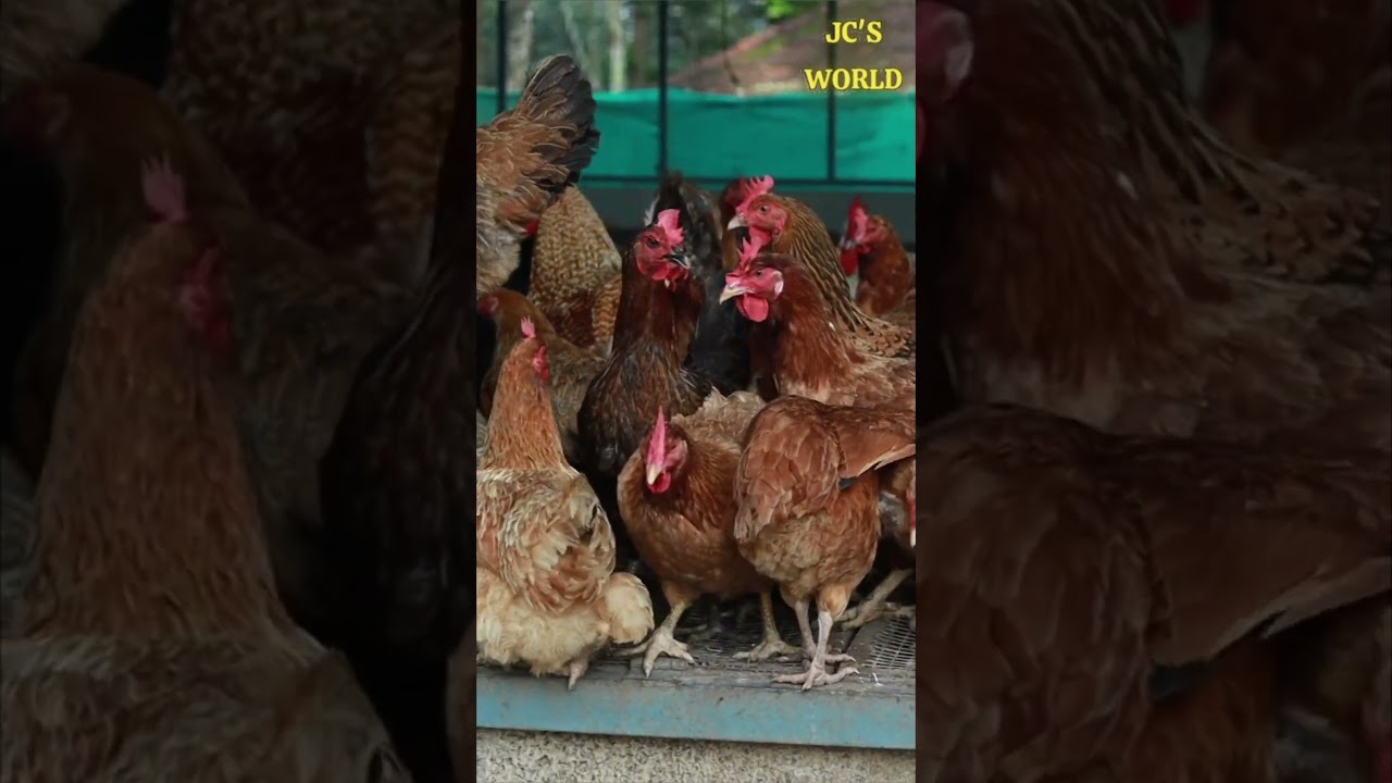 കോഴി വളർത്തി വിജയം നേടാം/ POULTRY FARM KERALA #miracle #viralfarm #video