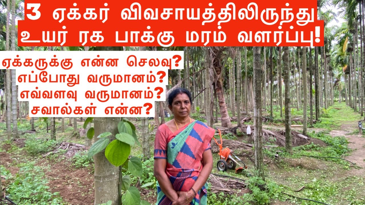 3 ஏக்கர் விவசாயத்திலிருந்து உயர் ரக பாக்கு மரம் வளர்ப்பு!