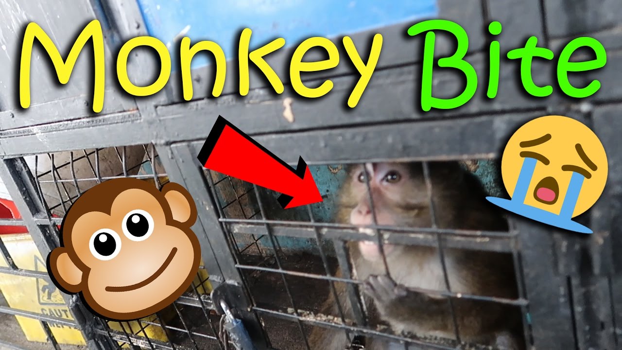 OMG! MONKEY BITE | February 26th, 2017 | Vlog #38