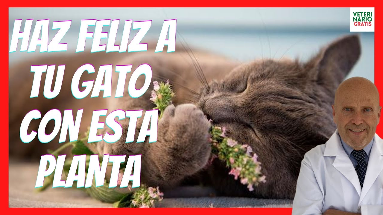 🪴 QUE ES EL CATNIP Y CÓMO USARLO PARA MEJORAR LA VIDA DE TU GATO 🪴