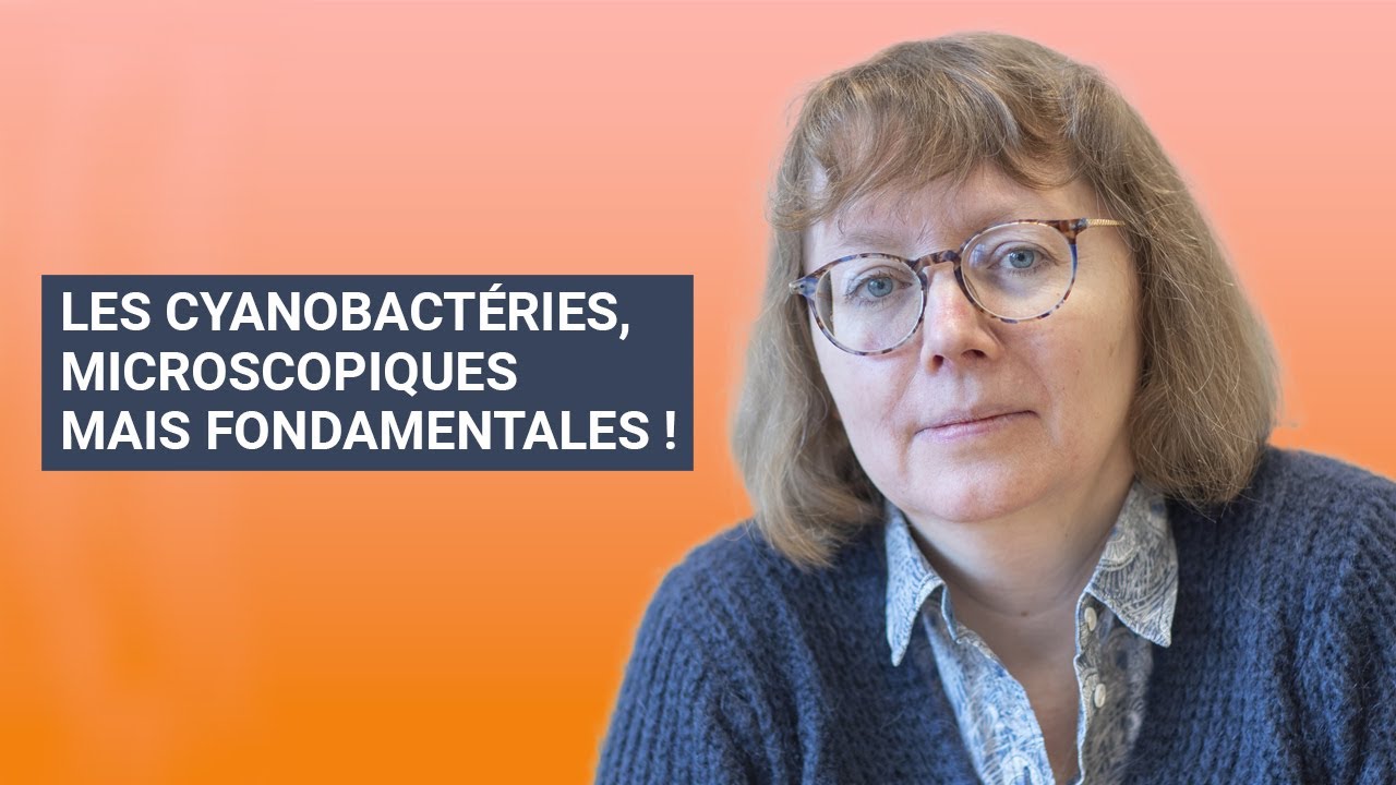 LES CYANOBACTERIES, MICROSCOPIQUES MAIS FONDAMENTALES !