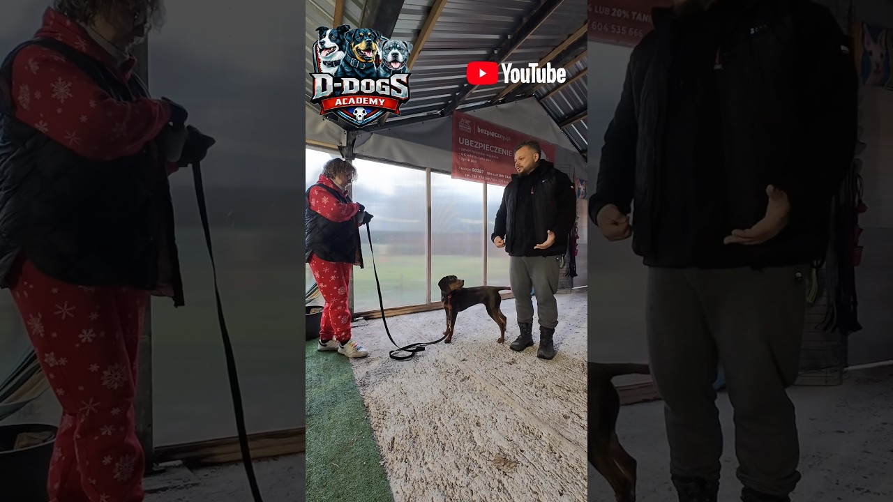 Timing i spos&oacute;b nagrody #dogtraining #dc #dogcoach #foryou