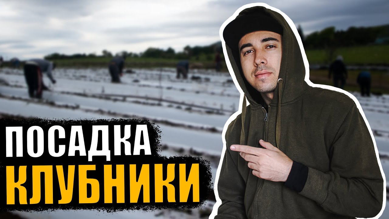 ПРОЦЕСС ПОСАДКИ КЛУБНИКИ НА ФЕРМЕ В ШОТЛАНДИИ.