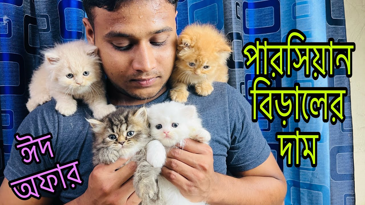 Persian Cat Price In BD | Persian Kitten For Sale | Cat For Sale | Triple Coat Persian Cat | Persian