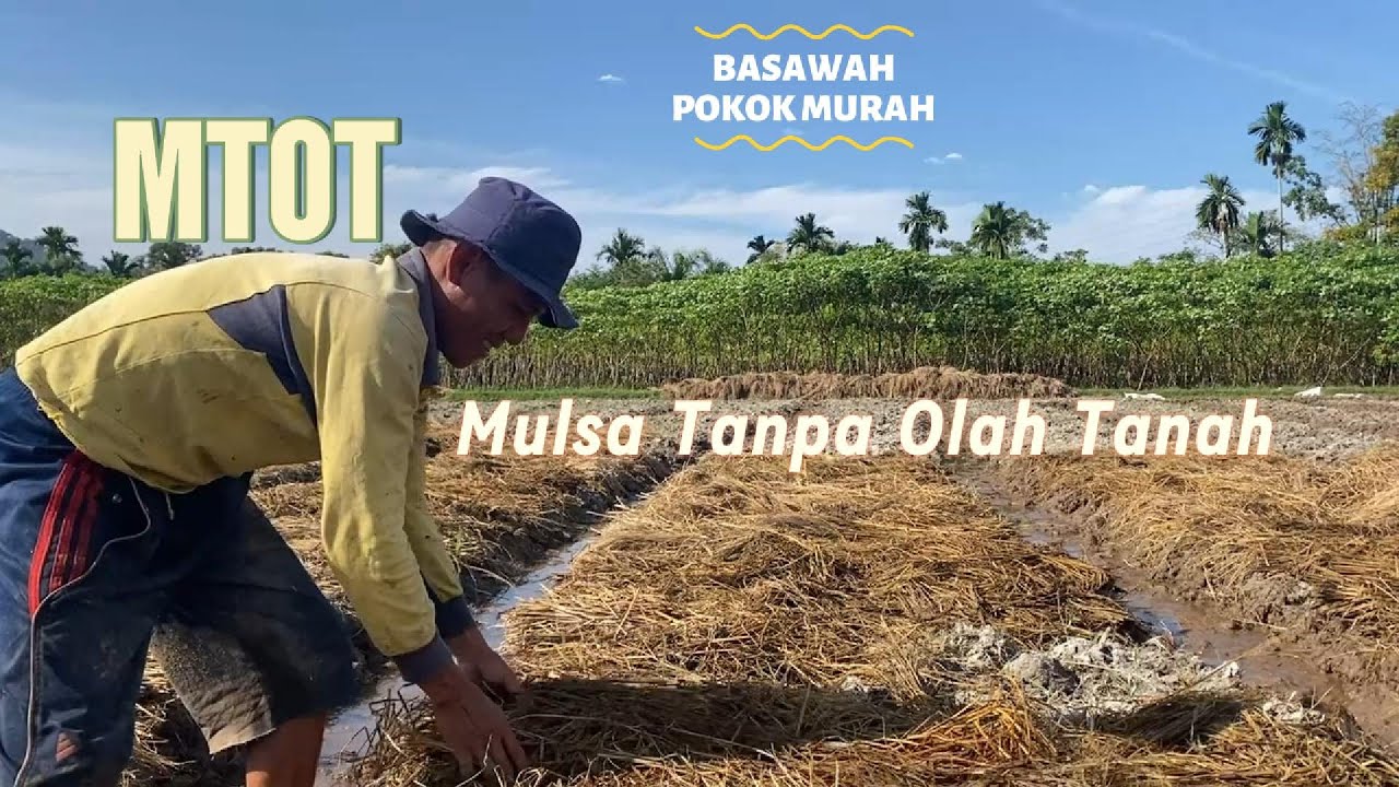 MTOT, Inovasi Budidaya Padi dengan Mulsa Tanpa Olah Tanah (Basawah Pokok Murah)