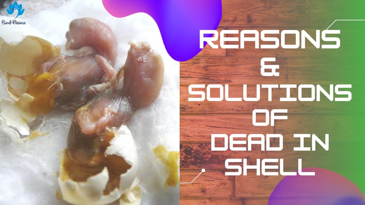 Reasons & Solutions Of Dead in Shell