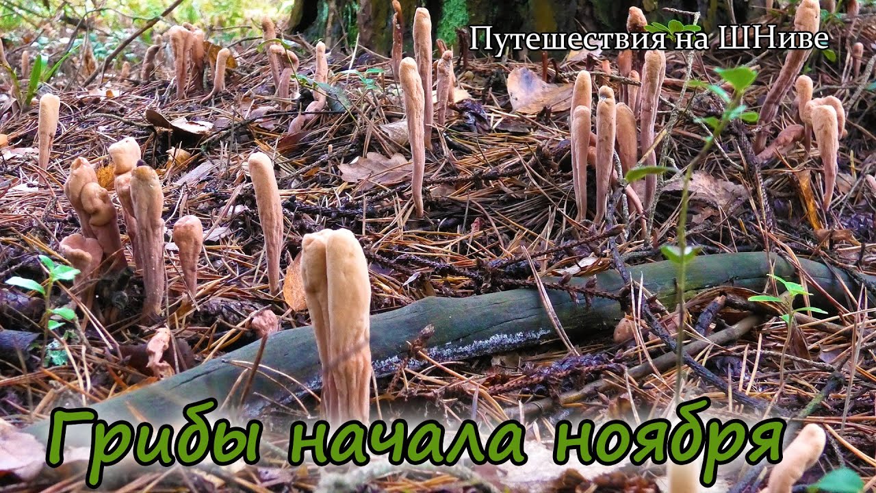 2 ноября, Коломенский р-он. Дымки, родоколлибии и фламулины.