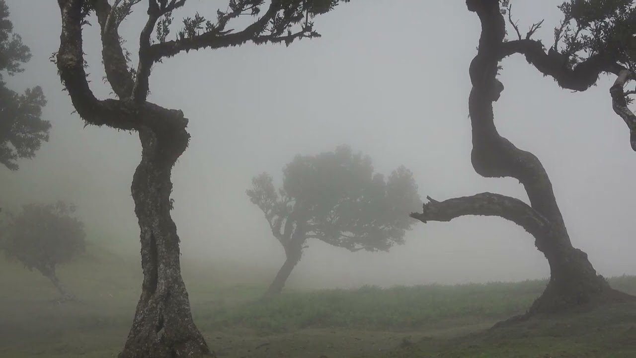 Madeira / Lorbeerwald Fanal