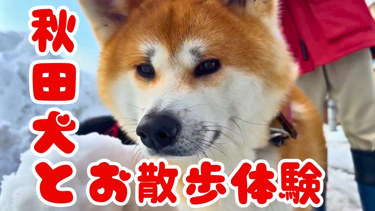 秋田犬とのお散歩体験