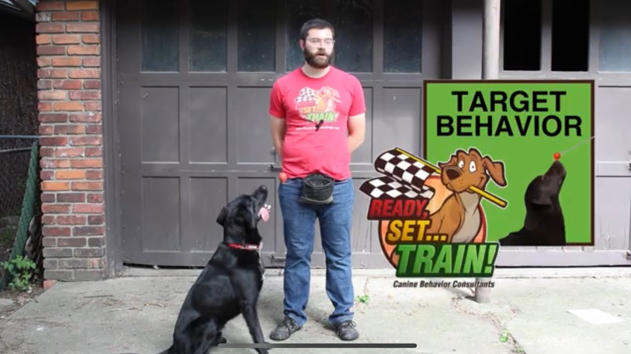 Teaching Your Dog to Target