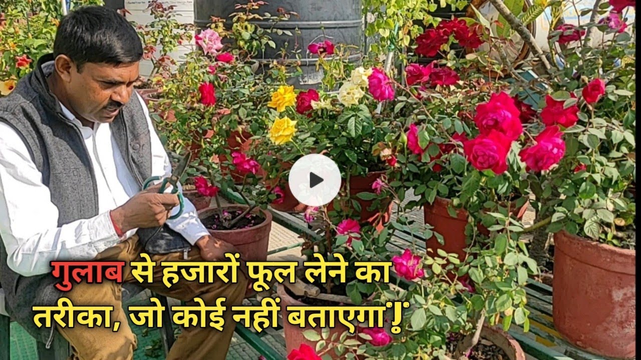 गुलाब के पौधे से हजारों फूल कैसे पाऐं || How to get 500% more flower from rose plant