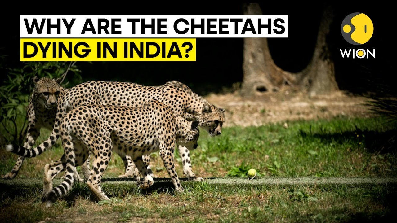 Is India's Project Cheetah going awry? What's causing deaths of big cats?