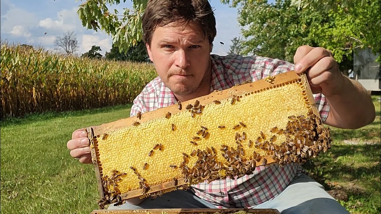 Late September honey harvest