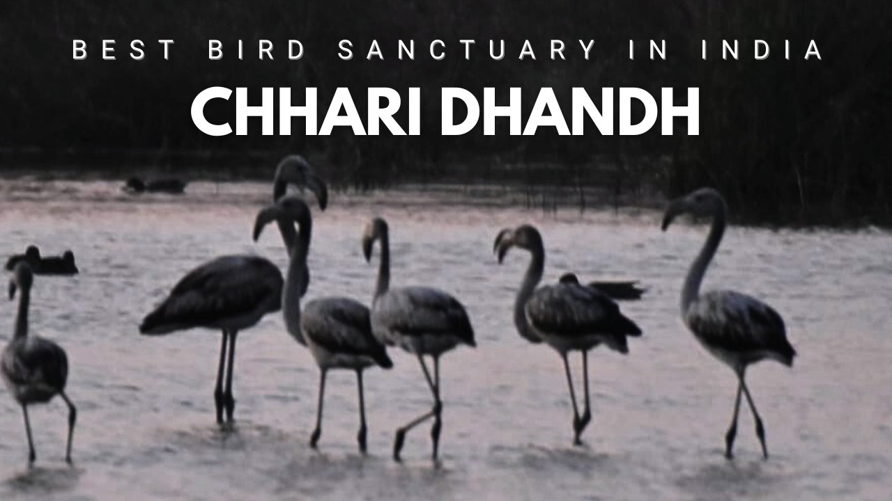Chhari Dhandh Kutch Gujarat - Hardest Bird Sanctuary to Reach #travel #kutch #adventure #jimny