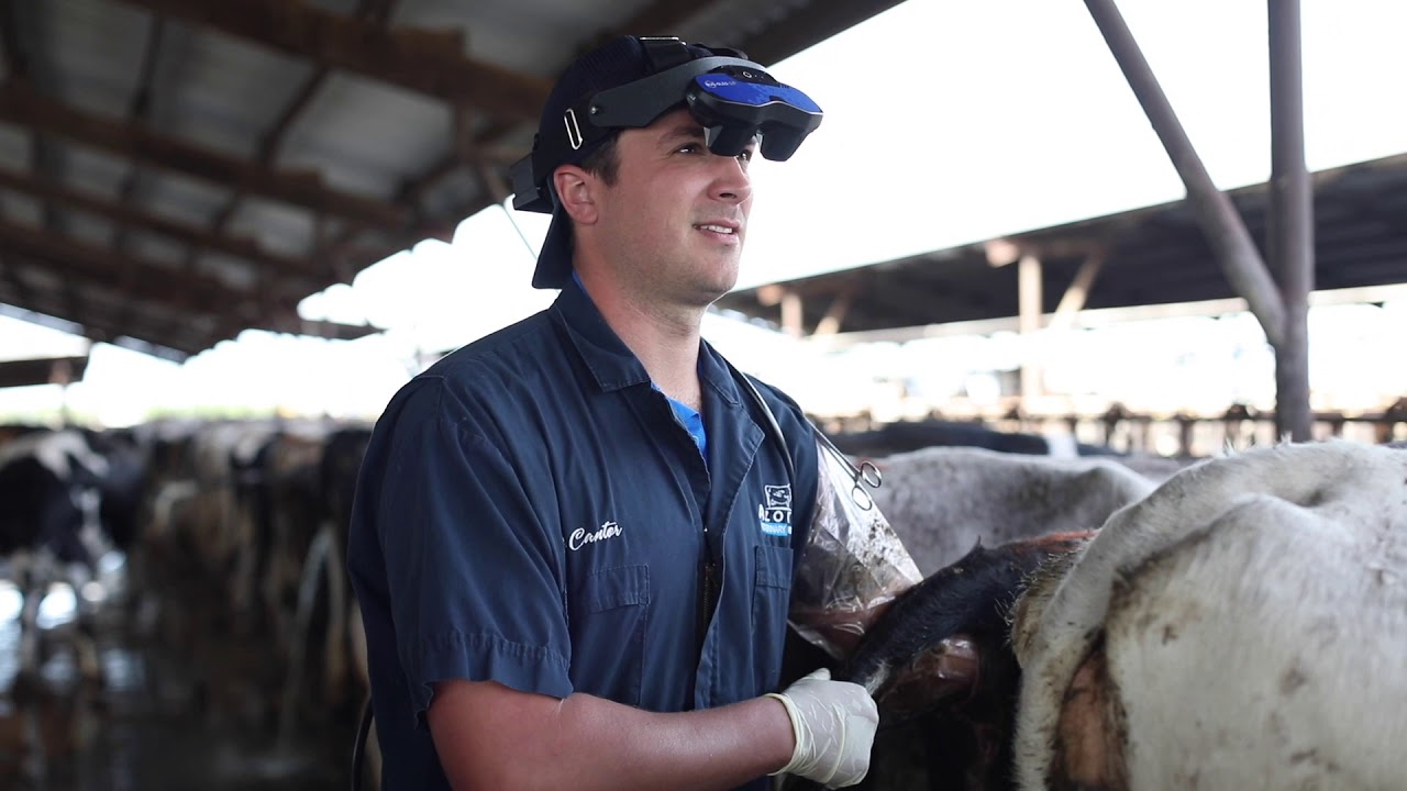 The next generation of scanning farm animals
