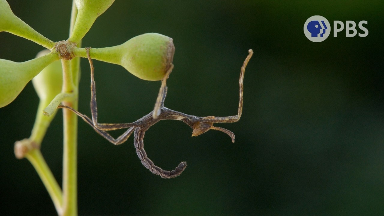 Meet Nature's Best Masters of Disguise