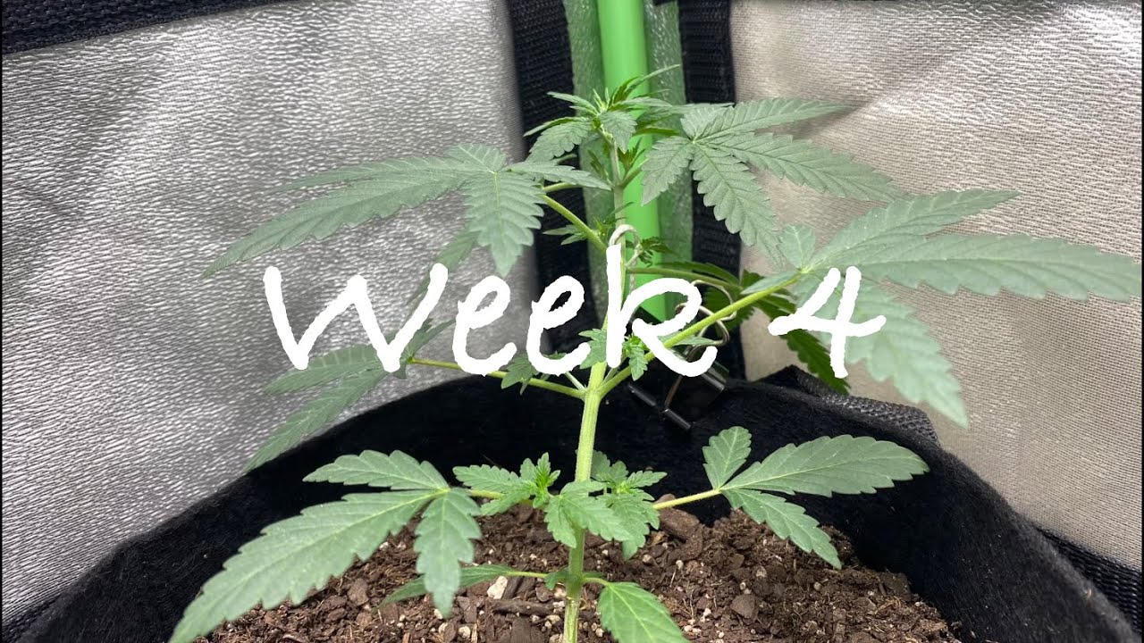 Growing autoflowering cannabis with Grow Dots! Week 4/Harvest update!