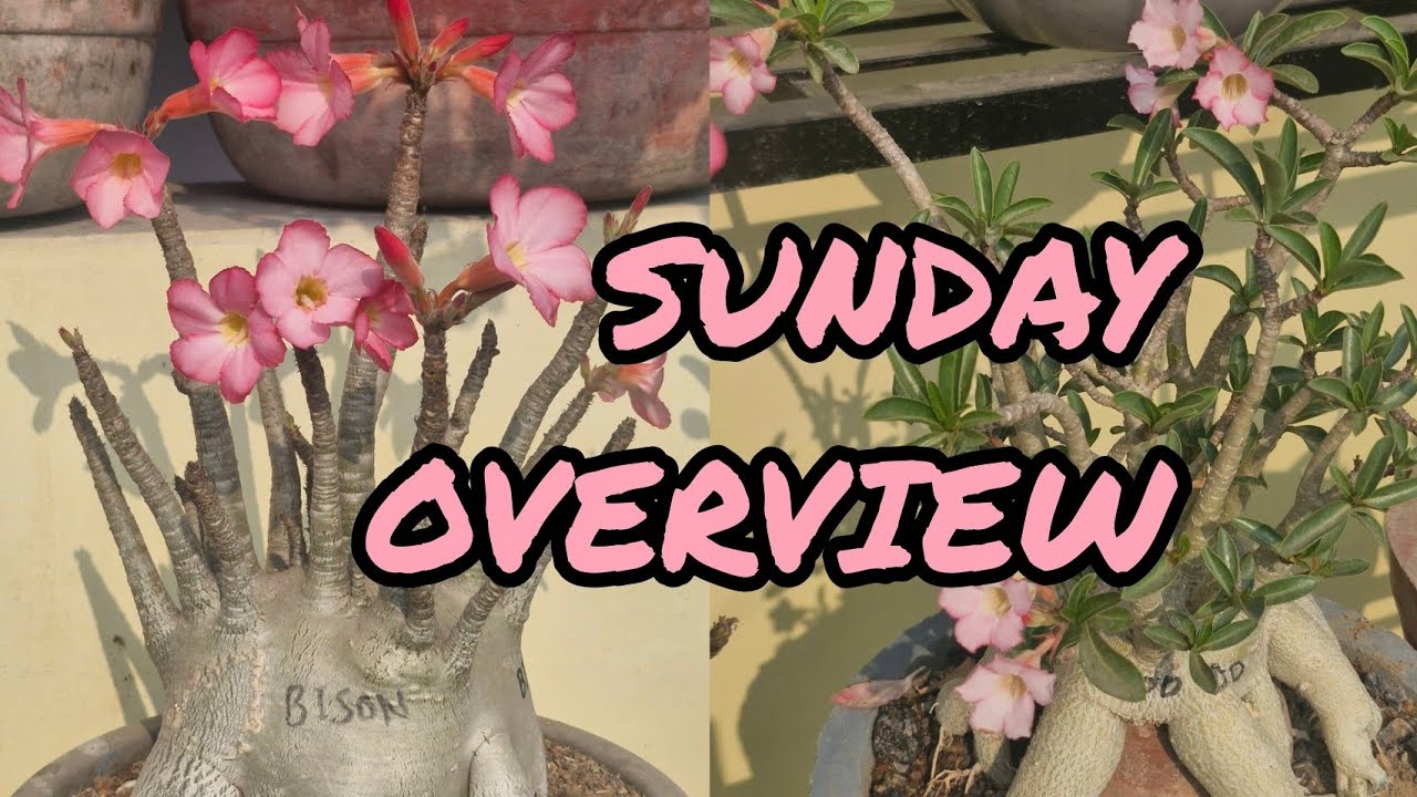 SUNDAY ADENIUM AREBICUM SECTION WOMEN'S DAY SPECIAL OVERVIEW ❤️ 