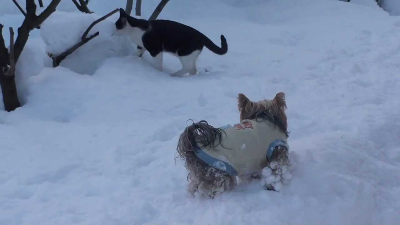 Snow dog and cat