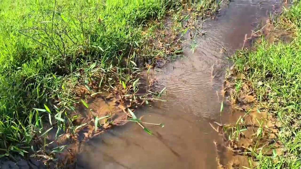 Depois das chuvas, tudo fica lindo, é muita fartura 
