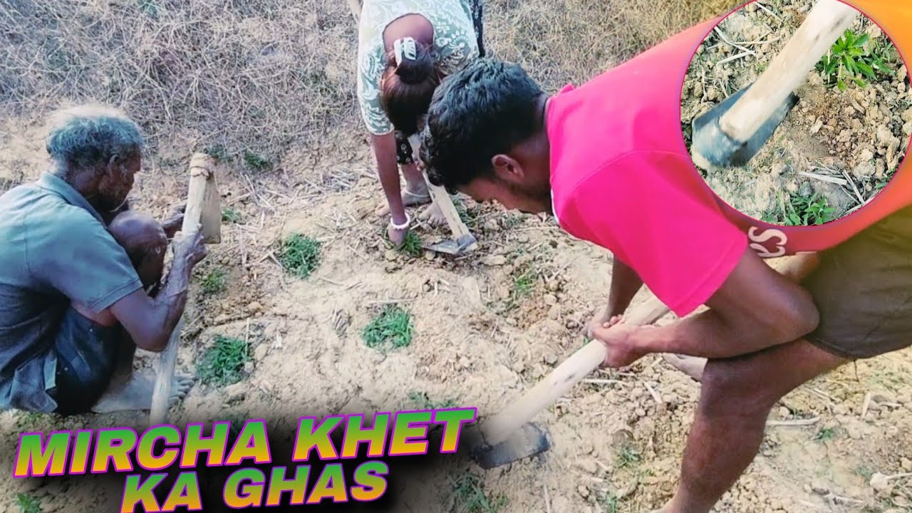 Mircha Khet Ka Ghas Nikalne Aaye 🌱😍