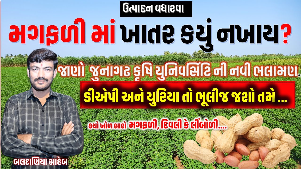 ચોમાસું મગફળી માં પાયા નું ખાતર વ્યવસ્થાપન, magfali nu khatar, પાયા નું ખાતર @MANISHBALDANIYA