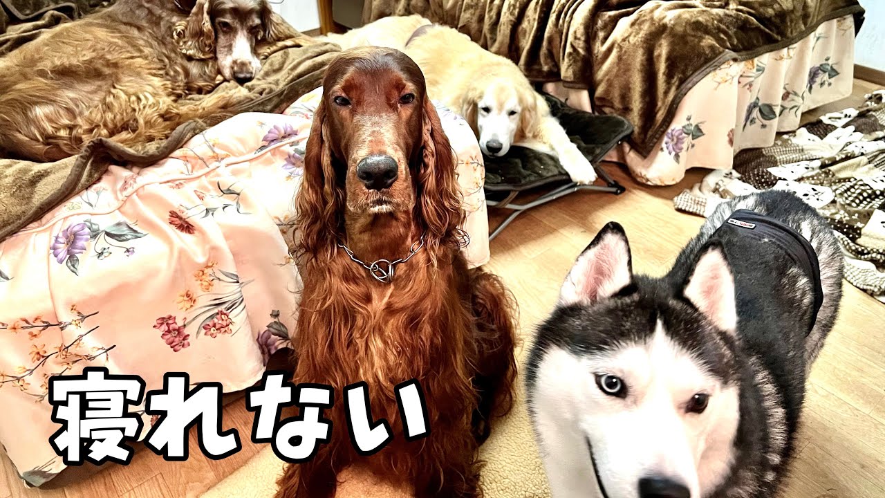 【犬と泊まれる宿】大型犬4頭と旅先で一緒に寝た結果