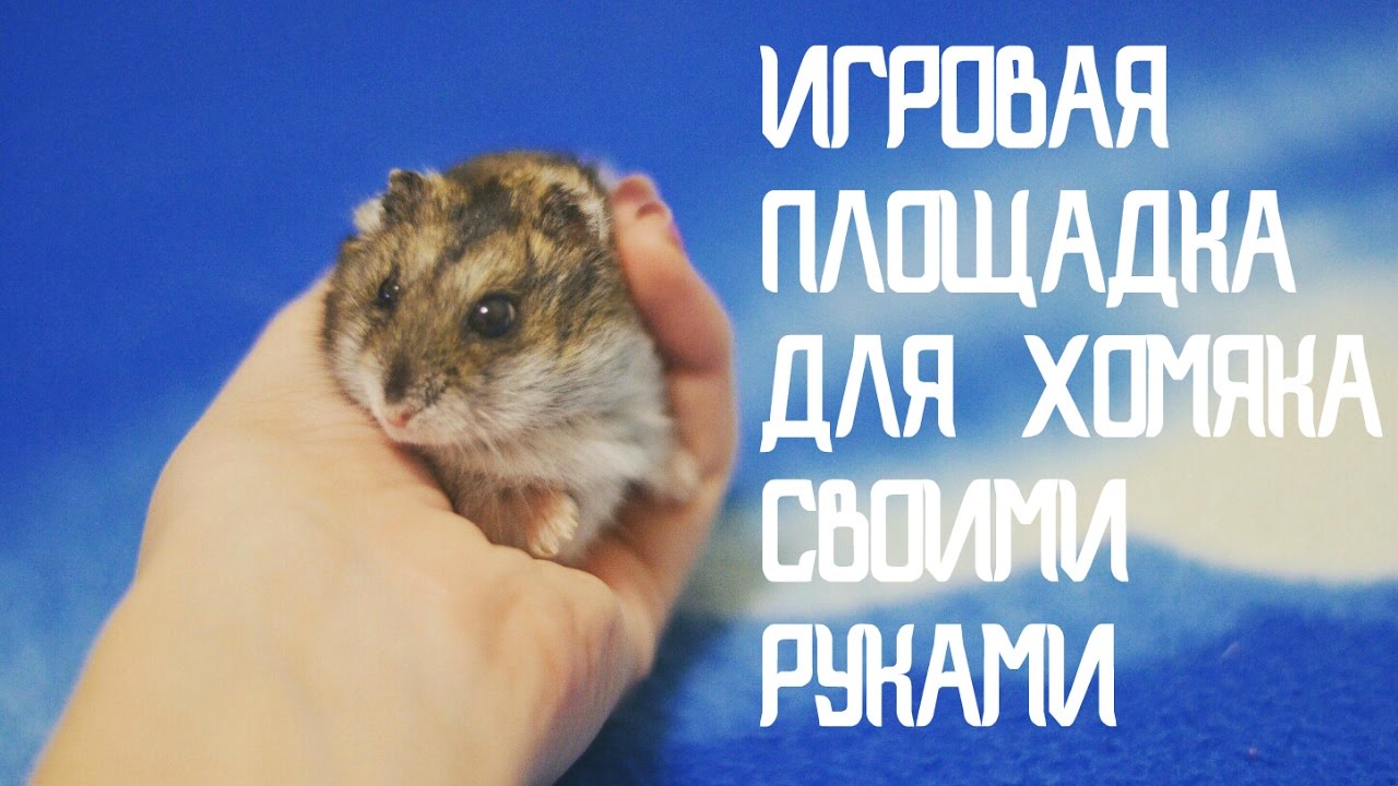 DIY | ИГРОВАЯ ПЛОЩАДКА ДЛЯ ХОМЯКА СВОИМИ РУКАМИ | KEKC CHANNEL