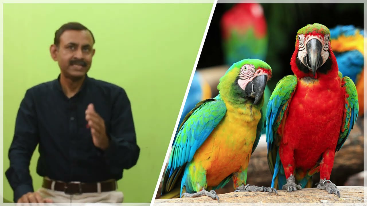 पक्षियों में अचानक मिर्गी दौरे क्यों पड़ने लगते हैं  Epilepsy and Seizure in birds  Dr Nagender Yadav