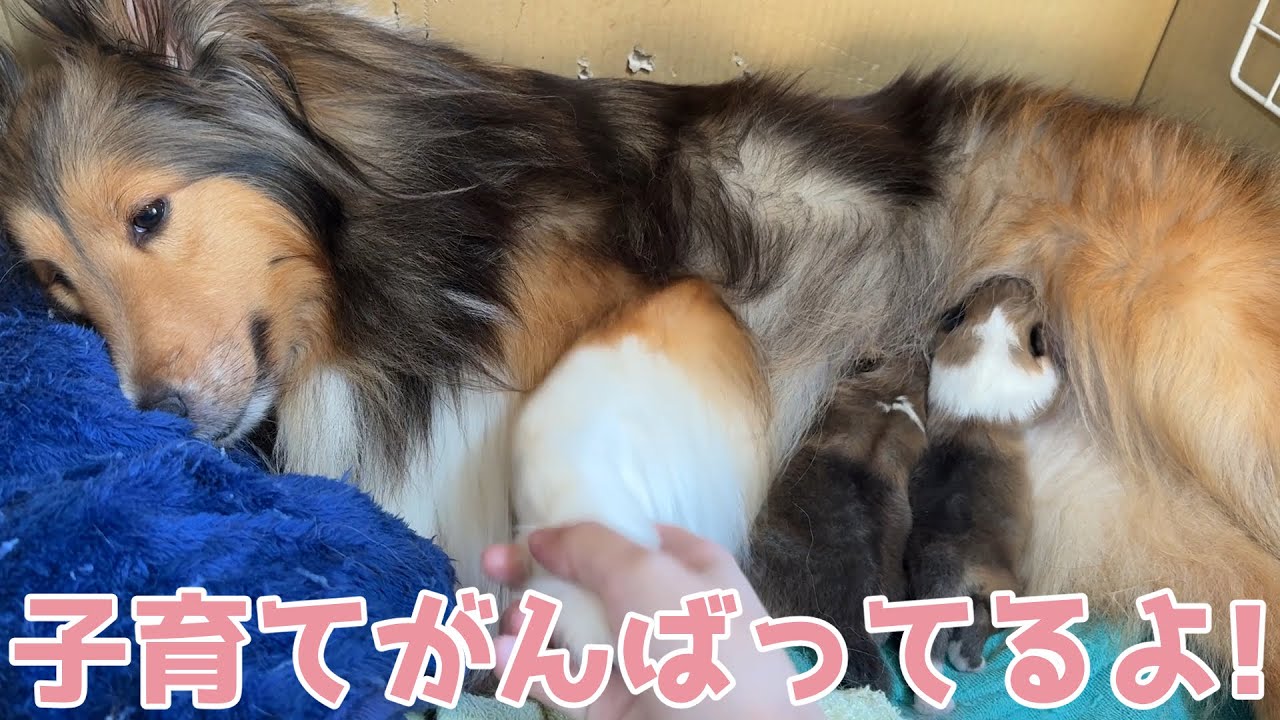 【シェルティ】子育てがんばってるよ✨【雪ちゃんすごいね】
