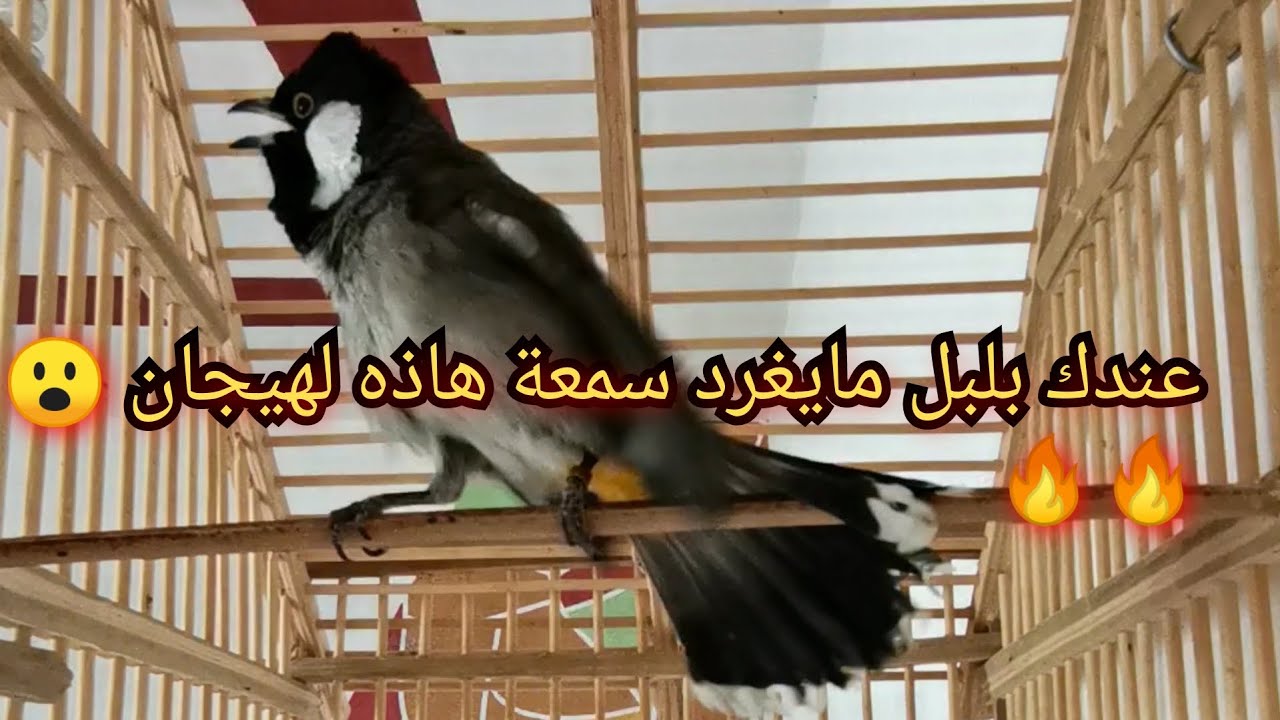 تغريد بلبل قمة بل هيجان عندك بلبل مايغردشقل المقطع وخلي يسمع 🔥🔥