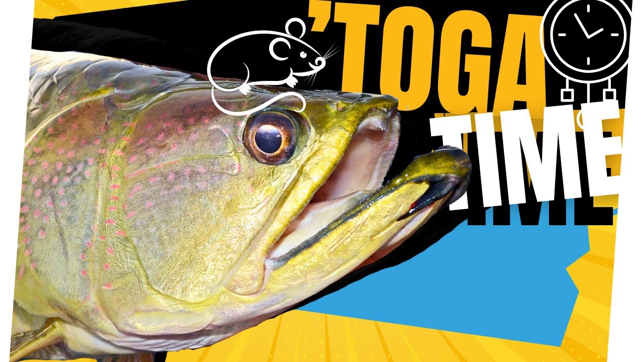 Thrilling SURFACE Action On Saratoga And Tarpon In Australia's Top End!