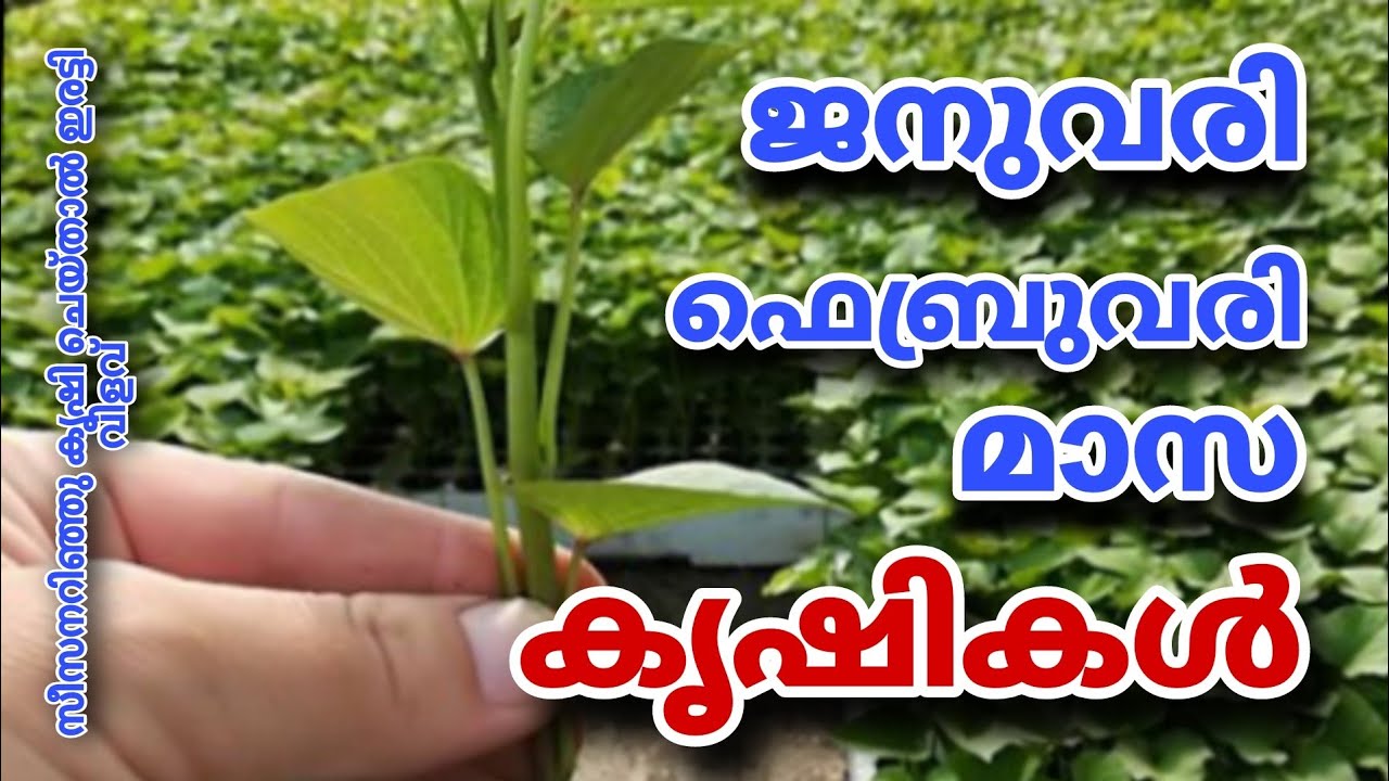 ഇപ്പോൾ നട്ടാൽ ഇരട്ടി വിളവ് ഉറപ്പ് | ജനുവരി ഫെബ്രുവരി മാസ കൃഷികൾ | Krishi Master 