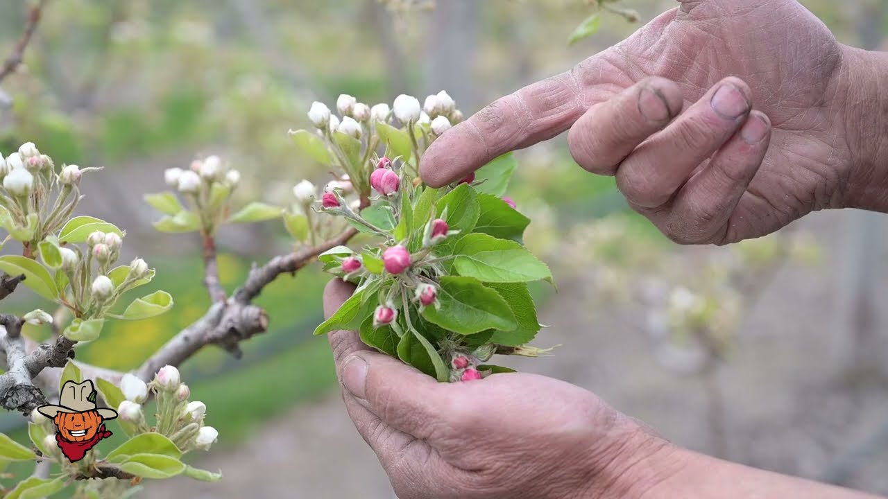 2025 Spring Crop Update - Davison Orchards