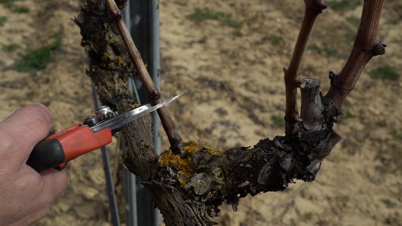 Poda de la vid. Cómo renovar un pulgar con un chupón