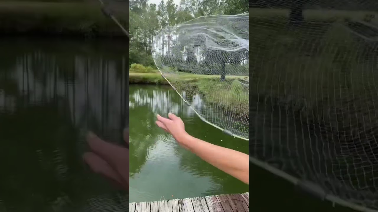 Feeding Ducks Minnows! #shorts #viral #fypyoutube #fish #fishing #castnet #castnetfishing
