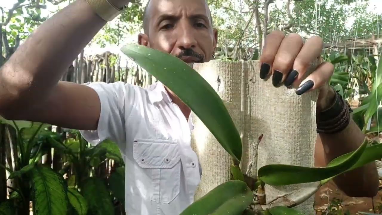 🌱🌷🌹 ESSE SUBSTRATO TAMBÉM FAZ AS NOSSAS ORQUÍDEAS BOMBAREM!!!! 🌱🌷🌹