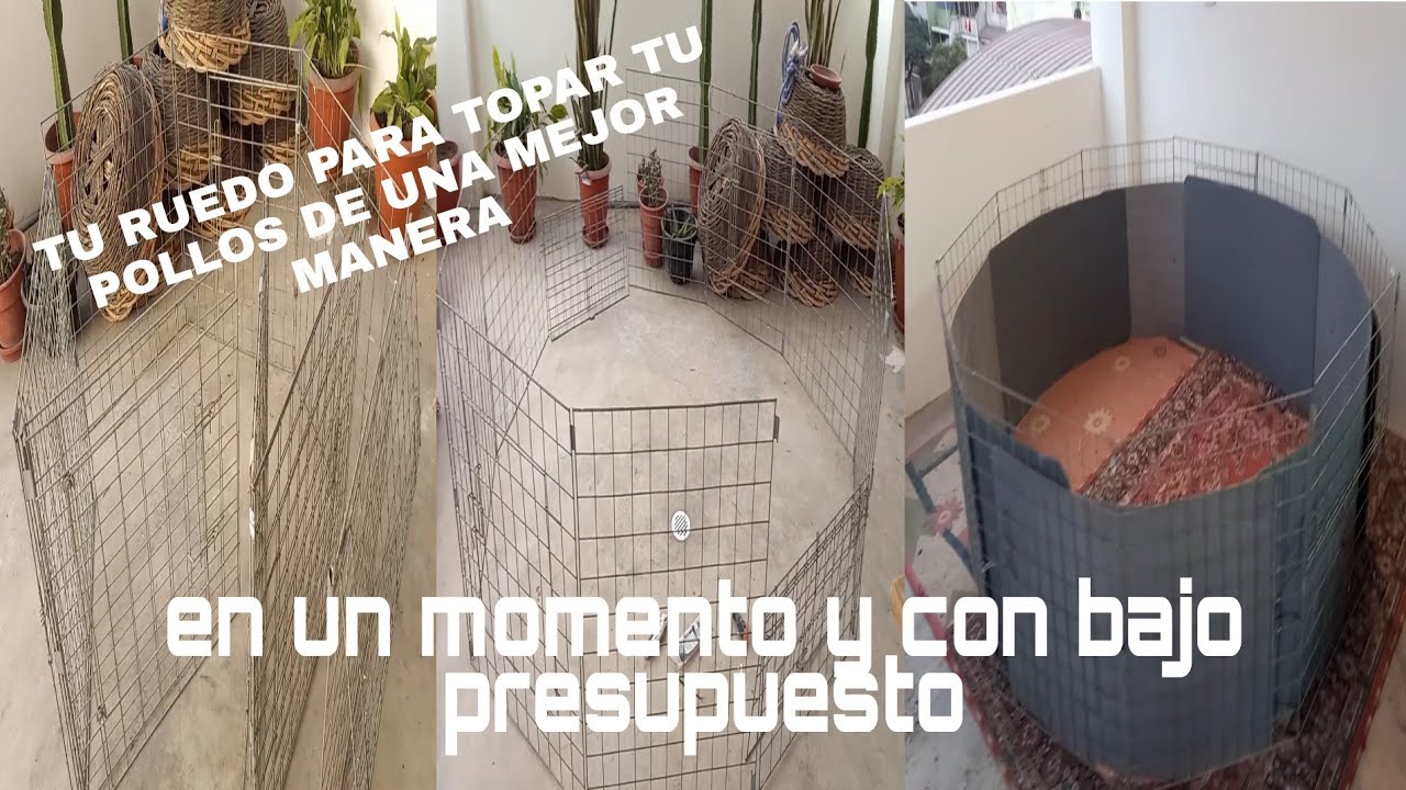 HACIENDO UN RUEDO PARA LOS GALLOS | GALLOS LA FRATERNIDAD ROMAN